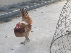 egg laying hen desi murghi golden