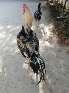 pure Mianwali and Pakko Aseel pair for sale