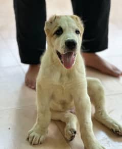 Alabai Male Puppy