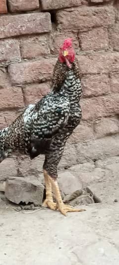 Aseel patha for sale