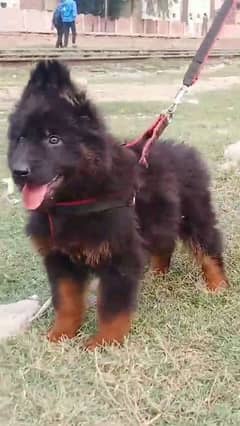 German shepherd puppies long coat my WhatsApp number 03001868066