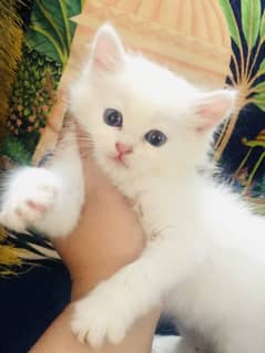 Blue eye Persion kittens