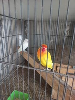 breeder pair histry vedio b ha