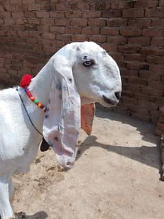 RAJANPURI