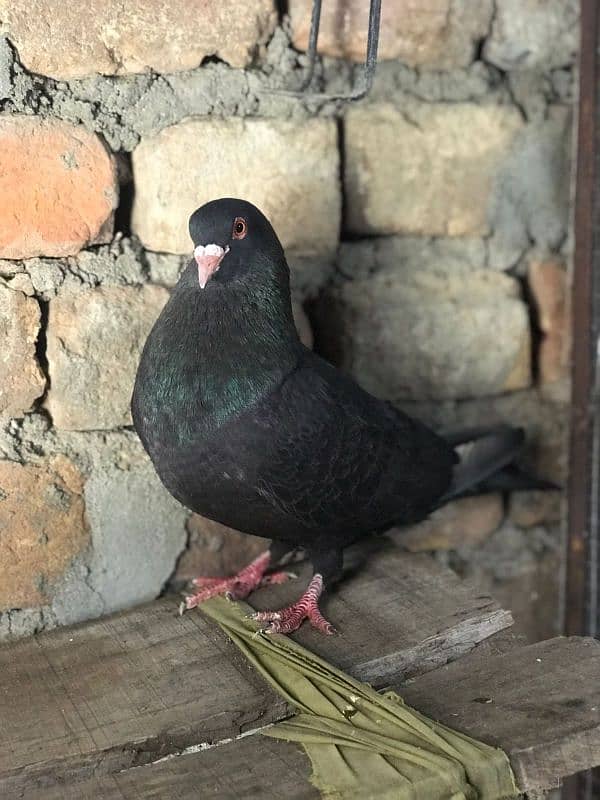 chogi pair for sale 1