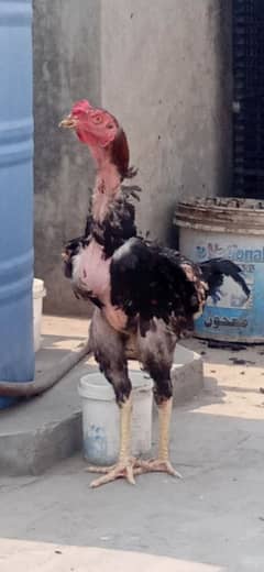 Aseel murga for sale