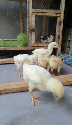 chicks
