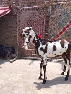 Desi Bakra Sale for "Qurbani 2025" PAKKA KHEERA CONFIRM