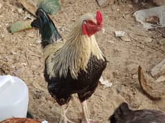 Golden misri 3 females 1 desi male full breeder 2 females austrolarp