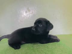 dog  | Labrador | labrador dog | British Labra |  Labra Puppies