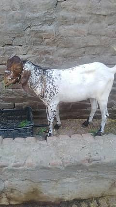 bakra