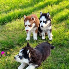 husky