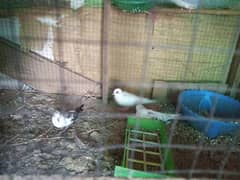 pied dove