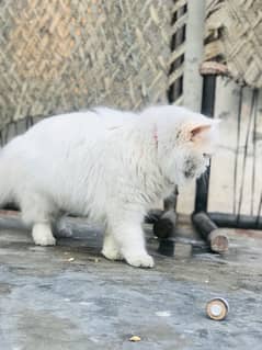 Persian cat double coated