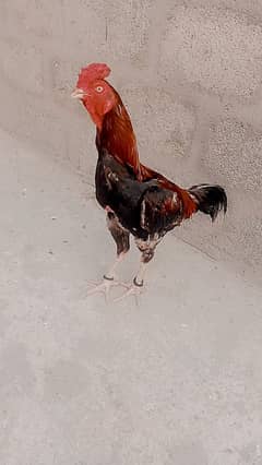 aseel sindhi