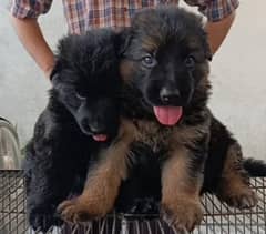 German shepherd Dog| GSD puppies| Black German shepherd puppys