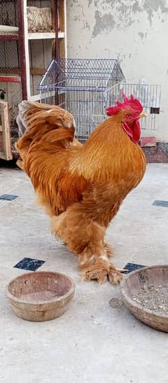 golden buff pair URGENT SALE HEALTHY