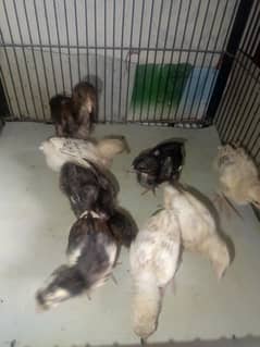 heera crass aseel chicks for sell