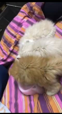 persian kittens(tripple coated) if anyone interested just call whtsp