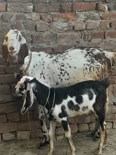 female bakri & bacha bakra
