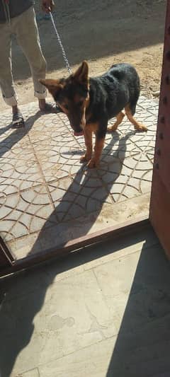 good and health dog