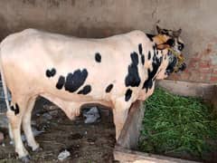 Pair of Animal
