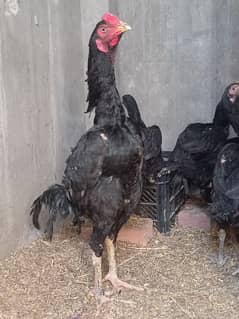 high quality thai crass patha for sell