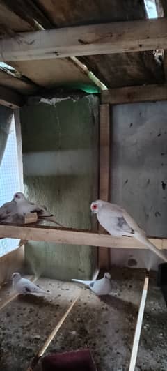 Pied dove breeder