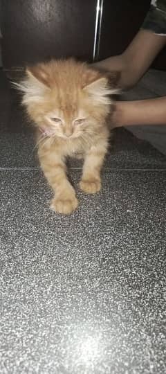 parsain cat female (bella)