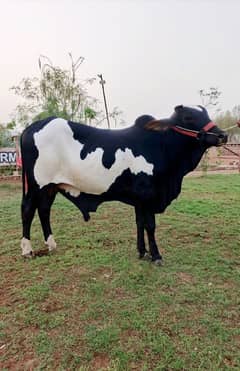 Black Ablak Bachra (Bull)