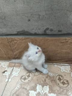 punch face Persian kittens for sale