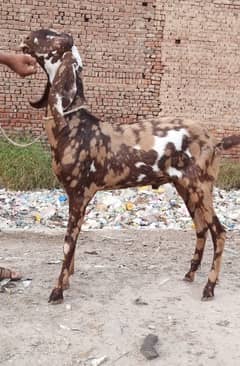 Desi