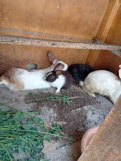Rabbit