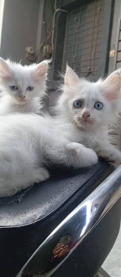 Adorable Kitten for Sale!