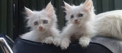 Adorable Kitten for Sale!