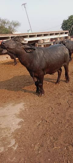Buffalo