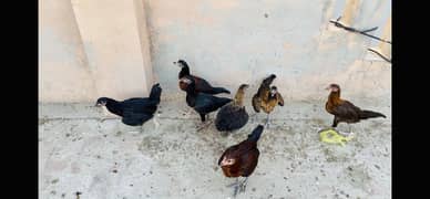 Aseel pair