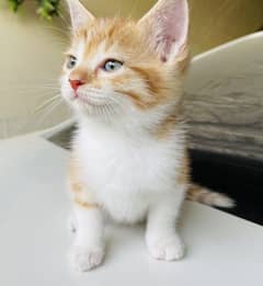 Persian kittens