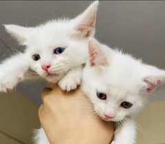 Persian kittens