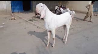 gulabi bakra urgent for sale WhatsApp on 0322,6643,435