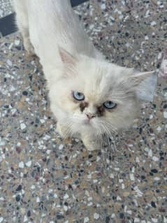 Cat white