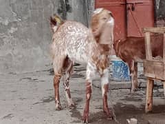 makkhi chhina bakra 15