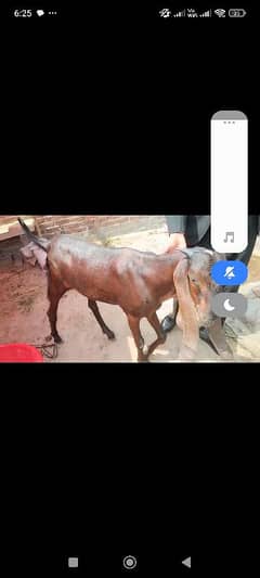 Nagra Goat