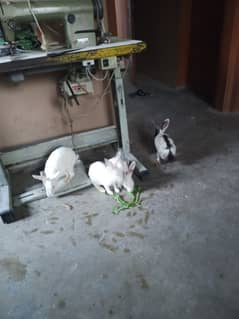 rabbits 03 male two female