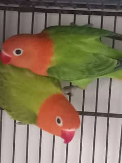 Cremo and green opnline  pair