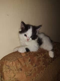Persian male kitten
