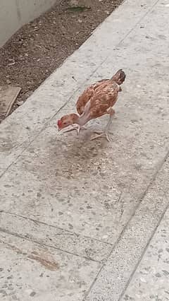 aseel hens
