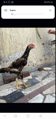 king size shamo male top quality health and active
