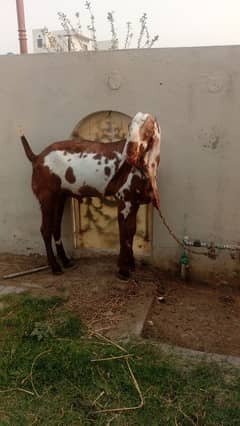 Qurbani Bakra for sale Bakra | Bakri | qurbani2025 | goat | desi bakra