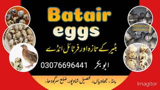 Batair eggs, Fresh and Fertile Batair eggs.